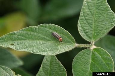 fireflies (Photinus spp. ) on soybean (Glycine max ) - 5469645