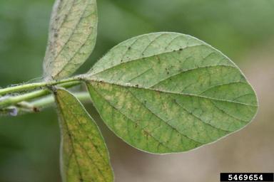 twospotted spider mite (Tetranychus urticae ) on soybean (Glycine max ) - 5469654