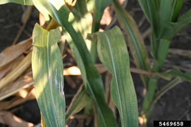 twospotted spider mite (Tetranychus urticae ) on corn (Zea mays ) - 5469658