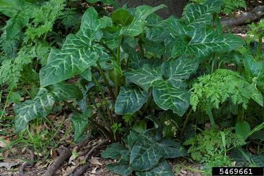 Italian arum , Arum italicum  (Arales: Araceae) - 5469661