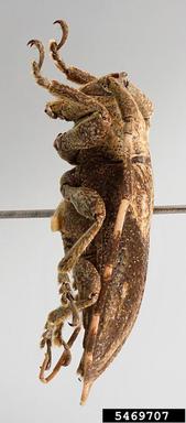 twig girdler, Hesycha bimaculata  (Coleoptera: Cerambycidae) - 5469707