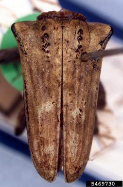 twig girdler, Hypsioma dejeanii  (Coleoptera: Cerambycidae) - 5469730
