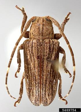 twig girdler, Sternycha paupera  (Coleoptera: Cerambycidae) - 5469754