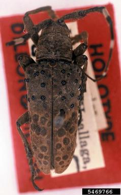twig girdler, Jamesia phileta  (Coleoptera: Cerambycidae) - 5469766