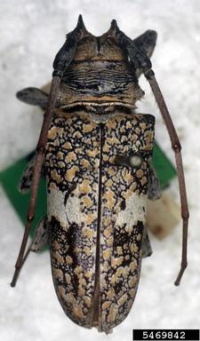 twig girdler, Lochmaeocles fasciatus  (Coleoptera: Cerambycidae) - 5469842