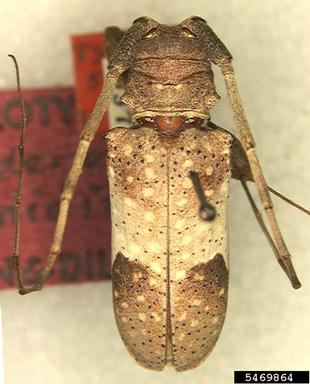twif girdler, Oncideres canidia  (Coleoptera: Cerambycidae) - 5469864