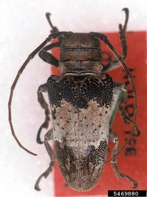 twig girdler, Oncideres laceyi  (Coleoptera: Cerambycidae) - 5469880
