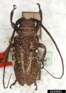 twig girdler, Oncideres limpida  (Coleoptera: Cerambycidae) - 5469881