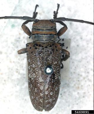 twig girdler, Oncideres saga  (Coleoptera: Cerambycidae) - 5469891