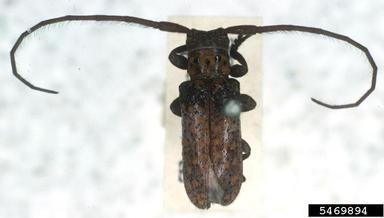 twig girdler, Oncideres stillata  (Coleoptera: Cerambycidae) - 5469894