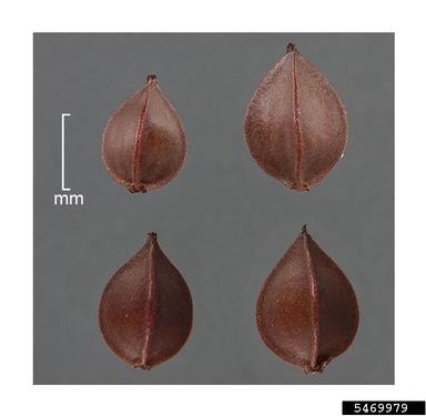 curly dock, Rumex crispus  (Polygonales: Polygonaceae) - 5469979
