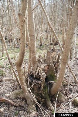 Chinese tallowtree, Triadica sebifera  (Euphorbiales: Euphorbiaceae) - 5469997