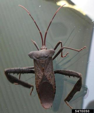 leaf-footed bug, Acanthocephala declivis  (Hemiptera: Coreidae) - 5470050