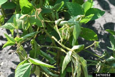Fusarium wilts, blights, rots and damping-off (Fusarium spp. ) on soybean (Glycine max ) - 5470052