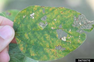 soybean rust (Phakopsora pachyrhizi ) on soybean (Glycine max ) - 5470070