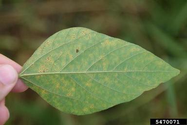 soybean rust (Phakopsora pachyrhizi ) on soybean (Glycine max ) - 5470071