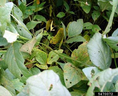 soybean rust (Phakopsora pachyrhizi ) on soybean (Glycine max ) - 5470072