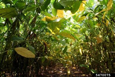 soybean rust (Phakopsora pachyrhizi ) on soybean (Glycine max ) - 5470075