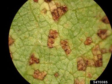 soybean rust (Phakopsora pachyrhizi ) on soybean (Glycine max ) - 5470085