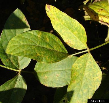 soybean rust (Phakopsora pachyrhizi ) on soybean (Glycine max ) - 5470103