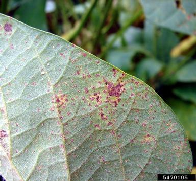 soybean rust (Phakopsora pachyrhizi ) on soybean (Glycine max ) - 5470105