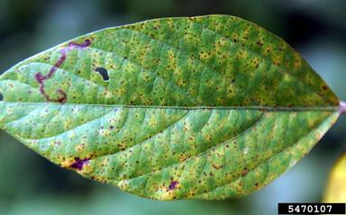 soybean rust (Phakopsora pachyrhizi ) on soybean (Glycine max ) - 5470107