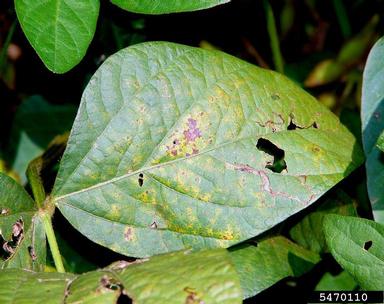 soybean rust (Phakopsora pachyrhizi ) on soybean (Glycine max ) - 5470110