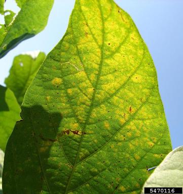 soybean rust (Phakopsora pachyrhizi ) on soybean (Glycine max ) - 5470116