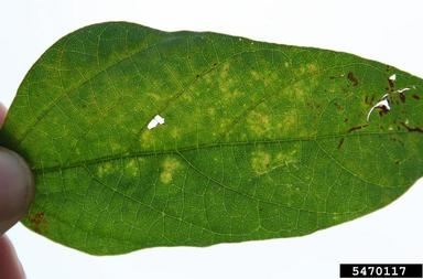 soybean rust (Phakopsora pachyrhizi ) on soybean (Glycine max ) - 5470117