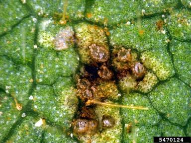 soybean rust (Phakopsora pachyrhizi ) on soybean (Glycine max ) - 5470124