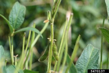 deer (  ) on soybean (Glycine max ) - 5470137