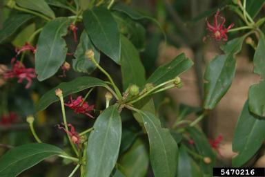 Florida anisetree, Illicium floridanum  (Illiciales: Illiciaceae) - 5470216