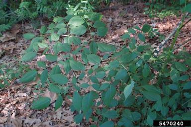 devil's walkingstick, Aralia spinosa  (Apiales: Araliaceae) - 5470240