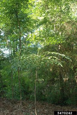 devil's walkingstick, Aralia spinosa  (Apiales: Araliaceae) - 5470242