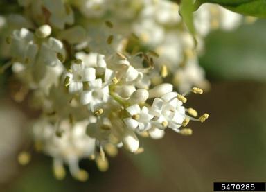 Japanese privet, Ligustrum japonicum  (Scrophulariales: Oleaceae) - 5470285