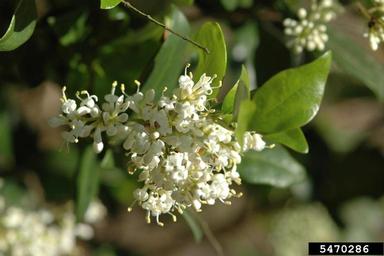 Japanese privet, Ligustrum japonicum  (Scrophulariales: Oleaceae) - 5470286