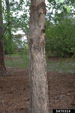 river birch, Betula nigra  (Fagales: Betulaceae) - 5470316