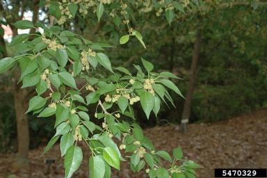 osage-orange, Maclura pomifera  (Urticales: Moraceae) - 5470329