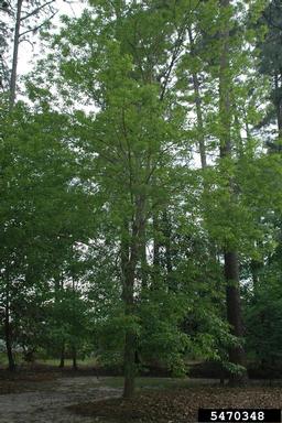 green ash, Fraxinus pennsylvanica  (Scrophulariales: Oleaceae) - 5470348