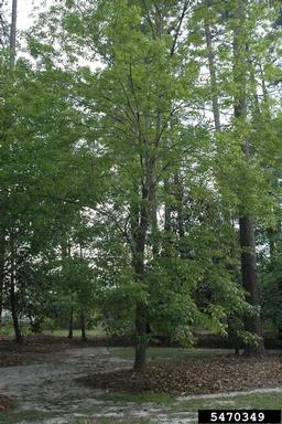 green ash, Fraxinus pennsylvanica  (Scrophulariales: Oleaceae) - 5470349