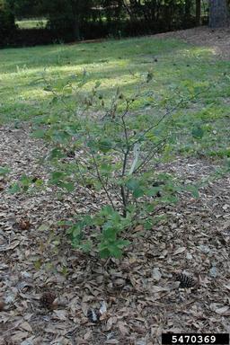 mountain witchalder, Fothergilla major  (Hamamelidales: Hamamelidaceae) - 5470369