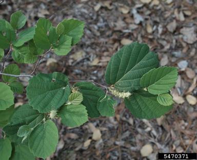 mountain witchalder, Fothergilla major  (Hamamelidales: Hamamelidaceae) - 5470371