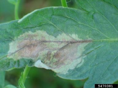 late blight (Phytophthora infestans ) on tomato (Lycopersicon esculentum ) - 5470381
