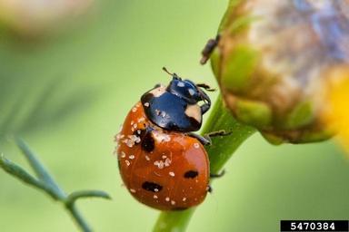 sevenspotted lady beetle, Coccinella septempunctata  (Coleoptera: Coccinellidae) - 5470384