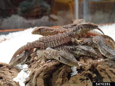 Savannah monitor, Varanus exanthematicus  (Squamata: Varanidae) - 5470391