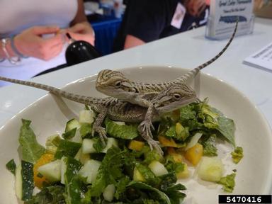 bearded dragon  , Pogona vitticeps   (Squamata: Agamidae) - 5470416