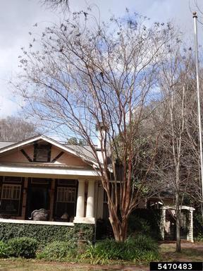 crapemyrtle, Lagerstroemia indica  (Myrtales: Lythraceae) - 5470483