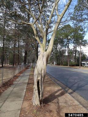 crapemyrtle, Lagerstroemia indica  (Myrtales: Lythraceae) - 5470485