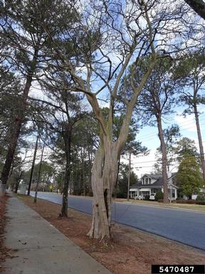 crapemyrtle, Lagerstroemia indica  (Myrtales: Lythraceae) - 5470487