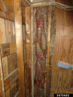 termites,    (Isoptera: ) - 5470493
